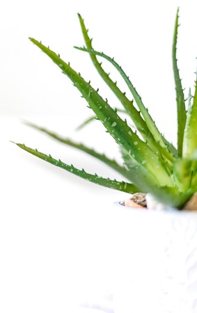 Organic Aloe Vera