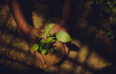 Organic Growing and Production